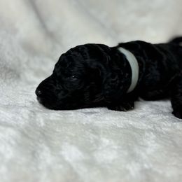 Old Zebs - Phantom male Poodle puppy in St. Johnsbury, Vermont from Poodles of the Northern Woods