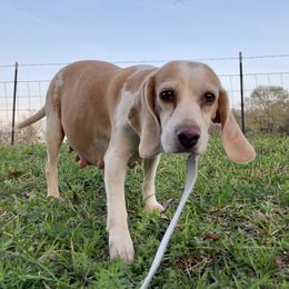 Butterscotch - Beagle