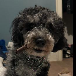 Zephyr - Merle male Shichon puppy in Grand Rapids, Michigan from Great Lakes Teddy Bear Dogs