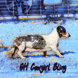 Dachshunds and German Shepherds from Whisper Gray