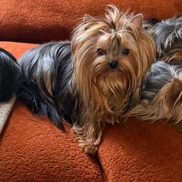 Matilly (companion only ) - Blue and gold female Yorkshire Terrier puppy in Daggett, Michigan from Hetzel’s Enchanted Yorkies (Michigan)