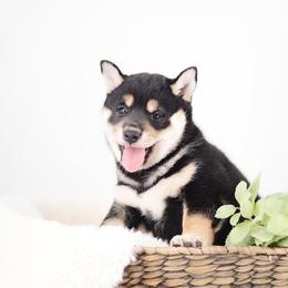 Akito - Black and Tan Boy - Black and tan male Shiba Inu puppy in Neosho, Missouri from Sunny Terrace Shibas