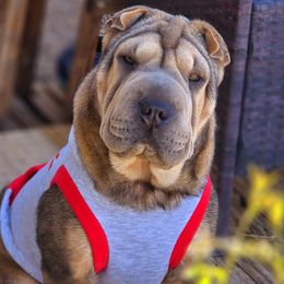 Chinese Shar-Pei and Dachshunds from Joplin's Hippo House