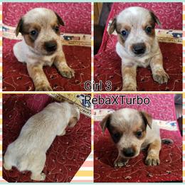 Girl 3 - Red speckled female Australian Cattle Dog puppy in Bradford, Arkansas from Cedar Rock Heelers and Kelpies