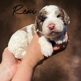 Rexie - Brown male Whoodle puppy in Knoxville, Tennessee from Fleury Farm Doodles TN