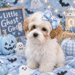 Roxy - Cream female Maltipoo puppy in Lebanon, Kentucky from Mosaic Merle Doodles
