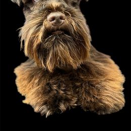 David - Miniature Schnauzer