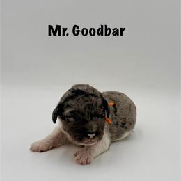 Mr. Goodbar - Merle male Goldendoodle puppy in Milford, Pennsylvania from Doodles Are Golden