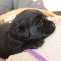 Labrador Retriever Puppies from Jody Parisi's Dunluce Labrador Retrievers