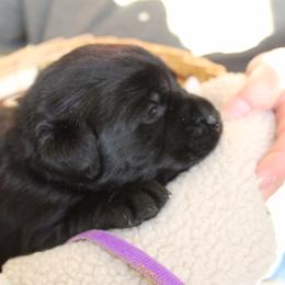 Labrador Retriever Puppies from Jody Parisi's Dunluce Labrador Retrievers
