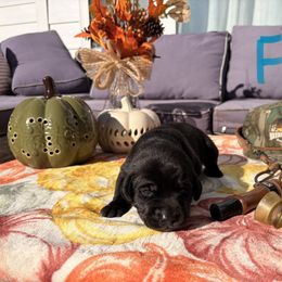 Teal Girl - Black female Labrador Retriever puppy in Talking Rock, Georgia from Bethel Woods Kennels