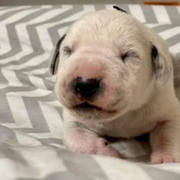 Dalmatian and Labrador Retriever Puppies from ECMO Farm Dalmatians & Labrador Retrievers