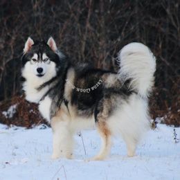 Wolfie - Siberian Husky