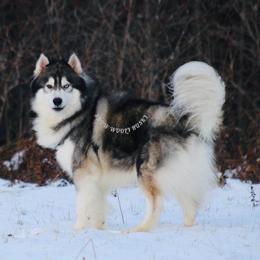 Wolfie - Siberian Husky
