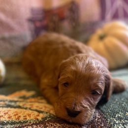 Wren - Red  male Goldendoodle puppy in Greenville, South Carolina from Law Doodles of SC