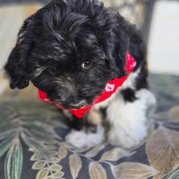 Boy - White and black male Bordoodle puppy in Junction, Utah from Sugar Doodles