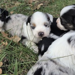 Daisy - Bmf1 - Blue merle female Toy Australian Shepherd puppy in Leonard, Texas from Tin Roof Aussies