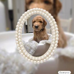Sawyer - Red  male Goldendoodle puppy in Richmond, Virginia from Highland Grove Doodles, LLC