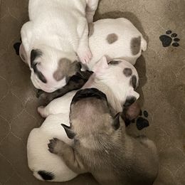 French Bulldog and Rottweiler Puppies from Von Darr Kennels