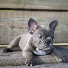 French Bulldog Puppies from Love My Frenchiess
