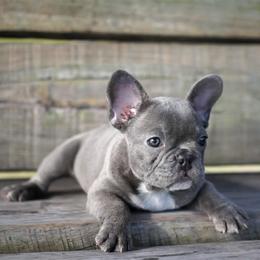 French Bulldog Puppies from Love My Frenchiess