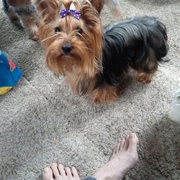 Lela - Yorkshire Terrier