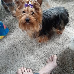 Lela - Yorkshire Terrier