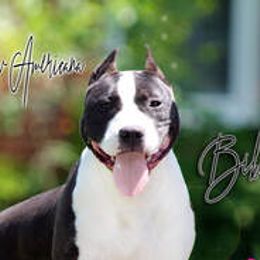 American Staffordshire Terriers and Australian Shepherds from Glitterati Australian Shepherds