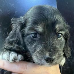 Pop - Black and cream female Dachshund puppy in Bigfork, Minnesota from Dachshunds Up North