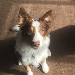 Border Collies from Red Dog Kennels