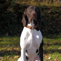 DA PANZ - German Shorthaired Pointer