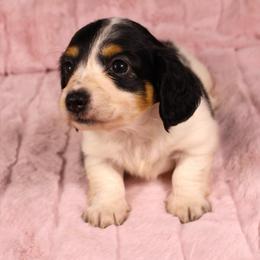 Jules - Piebald female Dachshund puppy in Purdy, Missouri from Shotgun Pups