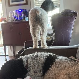 Bernedoodles and Spanish Water Dogs from Shady Banks Kennel