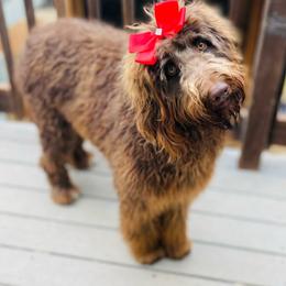 Penny - Labradoodle