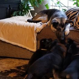 German Shepherd Puppies from Sevilla German Shepherds