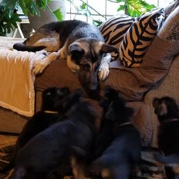 German Shepherd Puppies from Sevilla German Shepherds