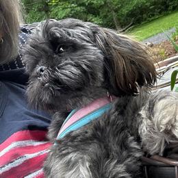 Rayna - Brindle female Shih Tzu puppy in Berkeley Springs, West Virginia from Sandridge Shih Tzus