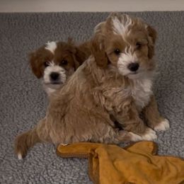 Boy 1 - Red  male Goldendoodle puppy in Newaygo, Michigan from West Michigan Doodles and Poodles