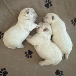 Romy (Roman Candle) - White male West Highland White Terrier puppy in Roper, North Carolina from SoundHaven Westies