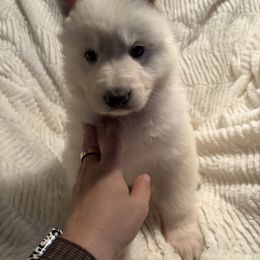 Grey boy - White German Shepherd puppy in Depauville, New York from Davis Farm