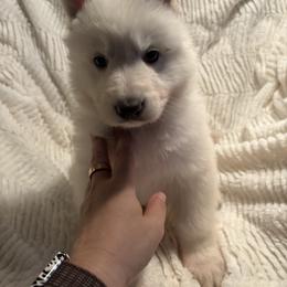 Grey boy - White German Shepherd puppy in Depauville, New York from Davis Farm