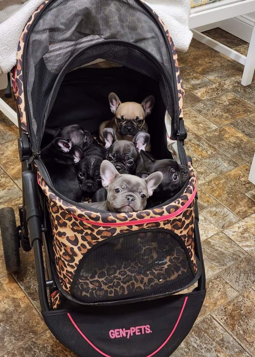 French Bulldog Puppies from Fair Oaks Frenchies