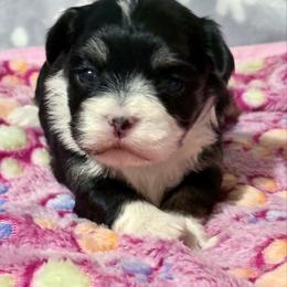 Riki - Black and white female Havanese puppy in Wappapello, Missouri from Titanium Havanese LLC