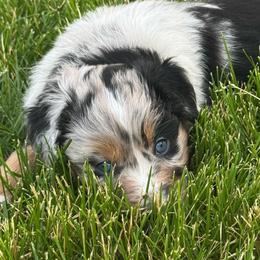 Blue - Blue merle male Australian Shepherd puppy in La Porte City, Iowa from KDL Homestead