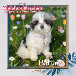 BaCardi - Biewer Terrier