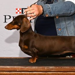 Berry - Dachshund