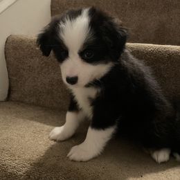 Miniature Australian Shepherd Puppies from Scearce breeders