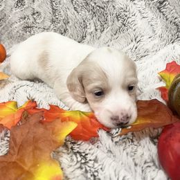 Dachshund Puppies from Oak tree Dachshunds