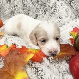 Dachshund Puppies from Oak tree Dachshunds