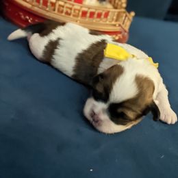 Lhasa Apso Puppies from Robin's Lhasa Apsos